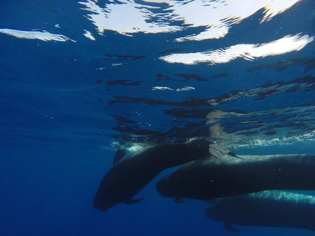 Cetaceos bajo el agua